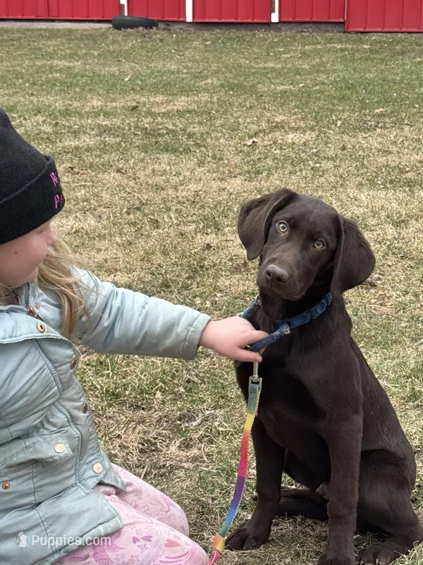 leo, a male Labrador Retriever for sale in Glencoe, MN – Photo 1 of 1