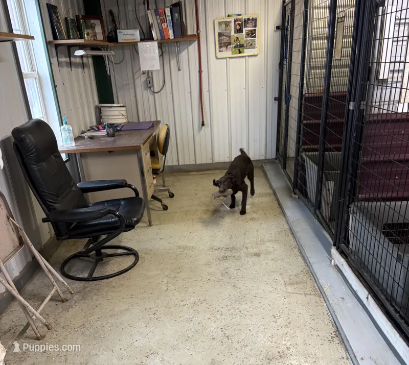 leo – Labrador Retriever puppy for sale in Glencoe, MN