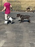 Leo, a male Labrador Retriever for sale in Glencoe, MN – Photo 3 of 3