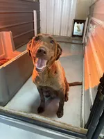 Goose , a male Labrador Retriever for sale in Glencoe, MN – 3 of 3