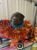 Joy, a female Labrador Retriever for sale in Glencoe, MN – 2 of 3