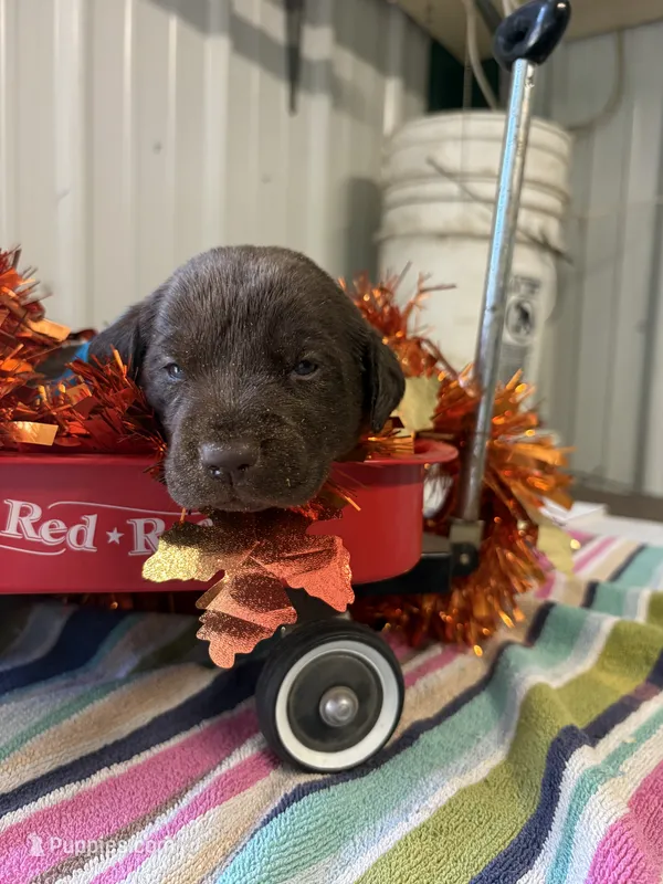 Goose – Labrador Retriever puppy for sale in Glencoe, MN