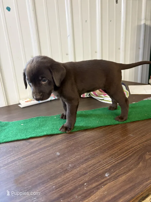 Champ – Labrador Retriever puppy for sale in Glencoe, MN