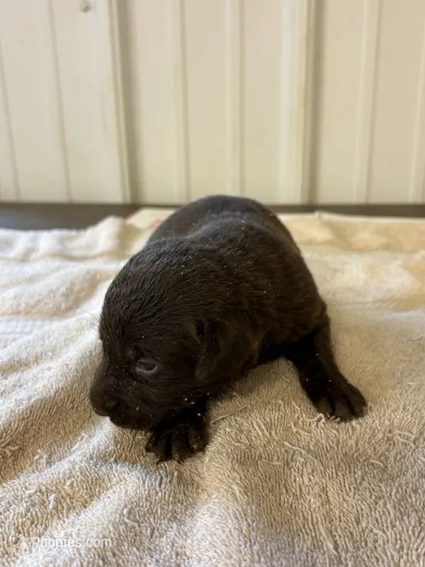 Faith  – Labrador Retriever puppy for sale in Glencoe, MN