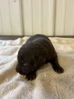Faith , a female Labrador Retriever for sale in Glencoe, MN – 1 of 4