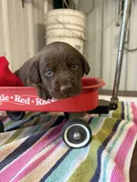 Goose, a male Labrador Retriever for sale in Glencoe, MN – 3 of 3