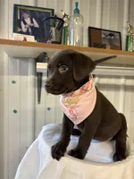 Hope, a female Labrador Retriever for sale in Glencoe, MN – 2 of 3
