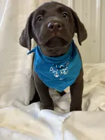 Tank, a male Labrador Retriever for sale in Glencoe, MN – 3 of 3