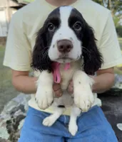 Heather, a female English Springer Spaniel for sale in Corinth, MS – 1 of 4