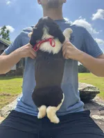 Griffin, a male English Springer Spaniel for sale in Corinth, MS – 4 of 4