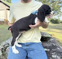 Harry, a male English Springer Spaniel for sale in Corinth, MS – 2 of 4