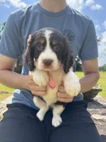 Grace Hold, a female English Springer Spaniel for sale in Corinth, MS – 1 of 4
