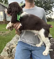 Fred, a male English Springer Spaniel for sale in Corinth, MS – 3 of 4