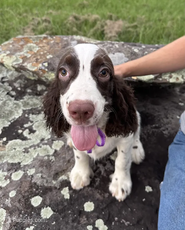 Franklin – English Springer Spaniel puppy for sale in Corinth, MS