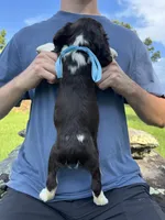 Harry, a male English Springer Spaniel for sale in Corinth, MS – 4 of 4