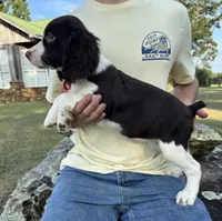 Holly, a female English Springer Spaniel for sale in Corinth, MS – 3 of 4