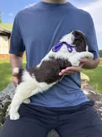 Franklin, a male English Springer Spaniel for sale in Corinth, MS – 2 of 4
