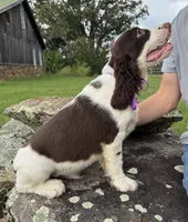Franklin, a male English Springer Spaniel for sale in Corinth, MS – 3 of 4