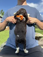 Henry, a male English Springer Spaniel for sale in Corinth, MS – 3 of 4