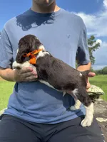 Henry, a male English Springer Spaniel for sale in Corinth, MS – 4 of 4
