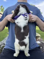 Franklin, a male English Springer Spaniel for sale in Corinth, MS – 4 of 4