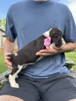 Heather, a female English Springer Spaniel for sale in Corinth, MS – 2 of 4