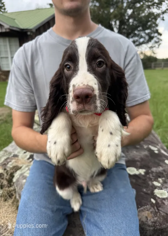 Griffin – English Springer Spaniel puppy for sale in Corinth, MS