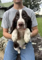 Griffin, a male English Springer Spaniel for sale in Corinth, MS – 1 of 4