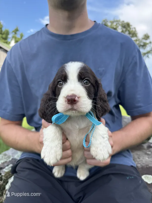 Hallie – English Springer Spaniel puppy for sale in Corinth, MS