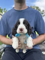 Hallie, a female English Springer Spaniel for sale in Corinth, MS – 1 of 4