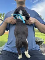 Hallie, a female English Springer Spaniel for sale in Corinth, MS – 4 of 4