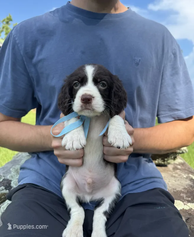 Harry – English Springer Spaniel puppy for sale in Corinth, MS