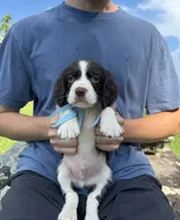 Harry, a male English Springer Spaniel for sale in Corinth, MS – 1 of 4