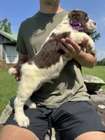 Franklin, a male English Springer Spaniel for sale in Corinth, MS – 4 of 4