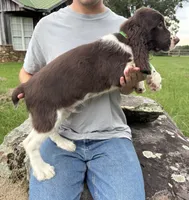 Fred, a male English Springer Spaniel for sale in Corinth, MS – 2 of 4