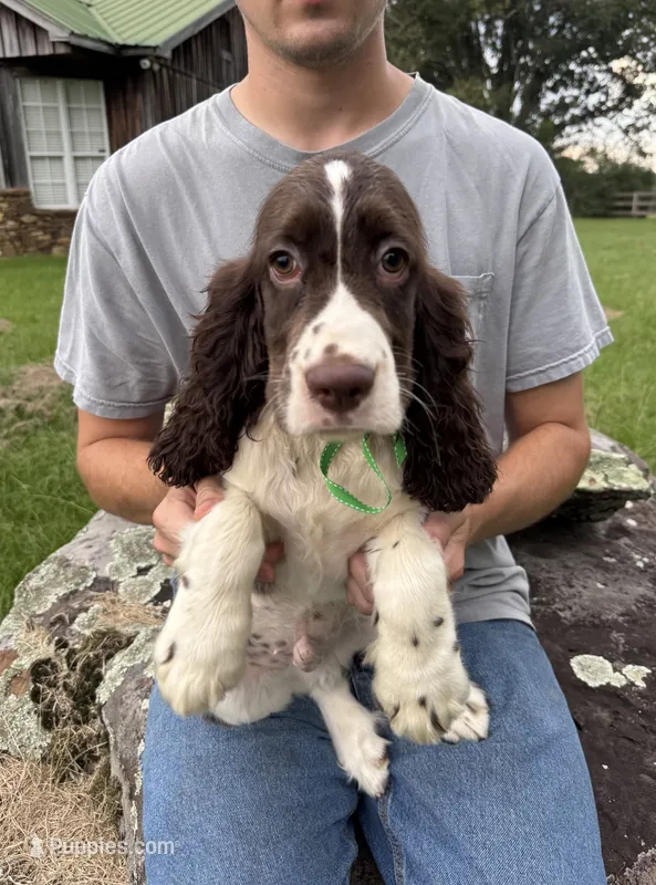 Fred – English Springer Spaniel puppy for sale in Corinth, MS