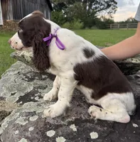Franklin, a male English Springer Spaniel for sale in Corinth, MS – 2 of 4