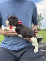 Holly, a female English Springer Spaniel for sale in Corinth, MS – 3 of 4