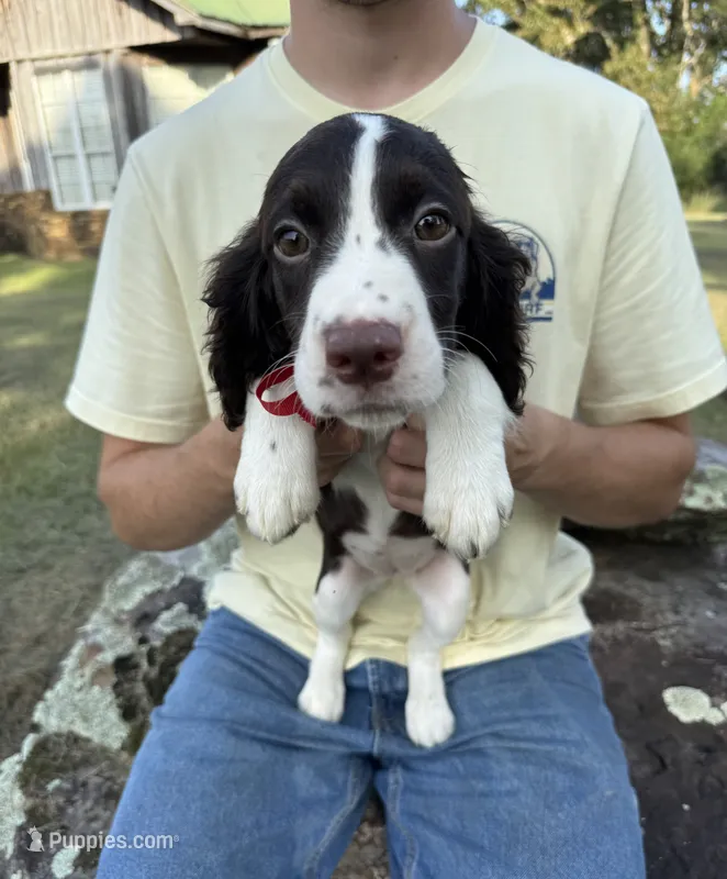 Holly – English Springer Spaniel puppy for sale in Corinth, MS