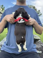 Holly, a female English Springer Spaniel for sale in Corinth, MS – 4 of 4