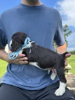 Harry, a male English Springer Spaniel for sale in Corinth, MS – 3 of 4