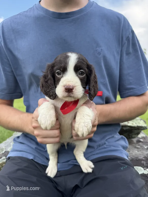 Holly – English Springer Spaniel puppy for sale in Corinth, MS