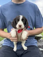 Holly, a female English Springer Spaniel for sale in Corinth, MS – 1 of 4