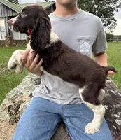 Griffin, a male English Springer Spaniel for sale in Corinth, MS – 3 of 4