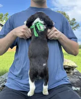 Hank, a male English Springer Spaniel for sale in Corinth, MS – 4 of 4