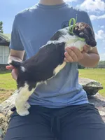George, a male English Springer Spaniel for sale in Corinth, MS – 2 of 4