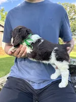 Fred, a male English Springer Spaniel for sale in Corinth, MS – 2 of 4
