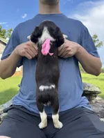 Heather, a female English Springer Spaniel for sale in Corinth, MS – 4 of 4
