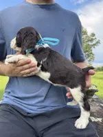 Hallie, a female English Springer Spaniel for sale in Corinth, MS – 3 of 4