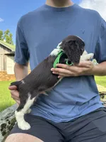 Hank, a male English Springer Spaniel for sale in Corinth, MS – 2 of 4
